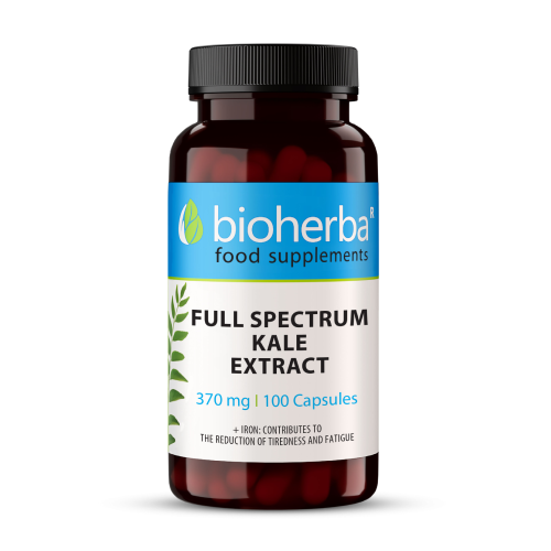 Kale (kadeřavý kel).